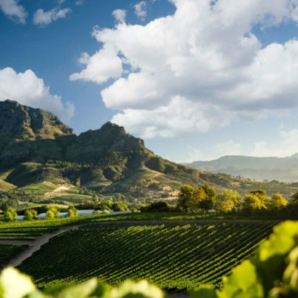 Winelands Tour Image