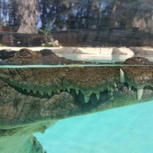 Le Bonheur Crocodile Farm