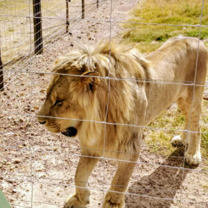 Drakenstein Lion Park