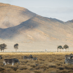 Aquila Traditional Big 5 Safari