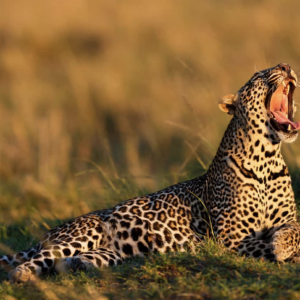 Aquila Early Morning Safari