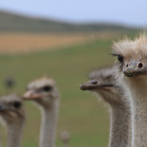 Cape Point Ostrich Farm