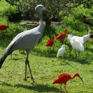 World of Birds